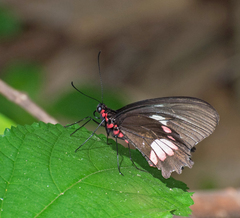 Parides