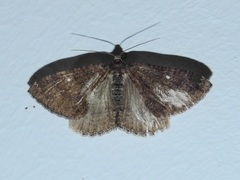 Larentia malvata