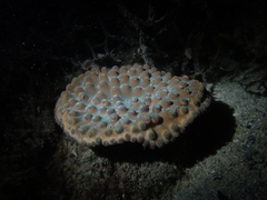 Duncanopsammia peltata