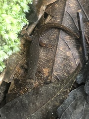 Pseudogonatodes guianensis