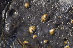 Patella caerulea