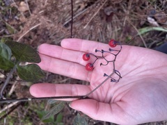 Solanum dulcamara