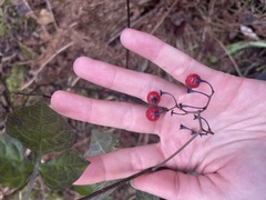 Solanum dulcamara