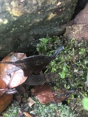 Pseudogonatodes guianensis