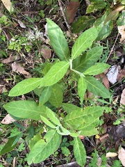 Psychotria loniceroides