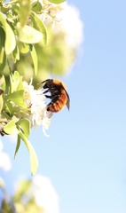 Bombus dahlbomii