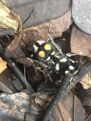 Hoplomutilla