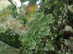 Punctelia jeckeri