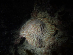 Australophyllia wilsoni