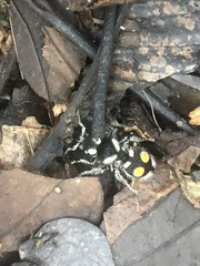 Hoplomutilla