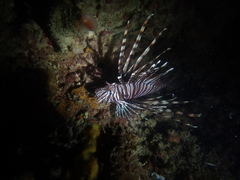 Pterois volitans