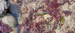 Salaria pavo