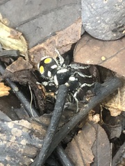 Hoplomutilla