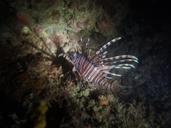 Pterois volitans