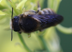 Megachile rufescens