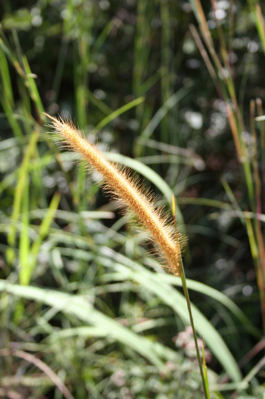 Cenchrus violaceus