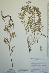 Astragalus eucosmus