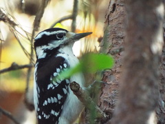 Dryobates villosus villosus