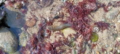 Salaria pavo