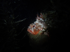 Scorpaena sumptuosa