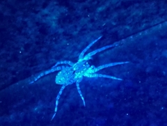 Lycosinae