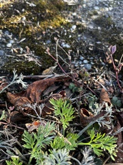 Eschscholzia californica