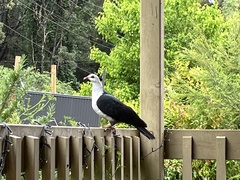 Columba leucomela