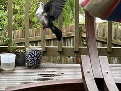 Columba leucomela