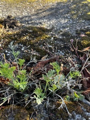 Eschscholzia californica