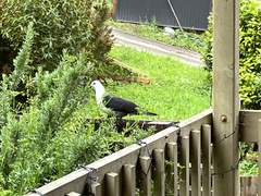 Columba leucomela