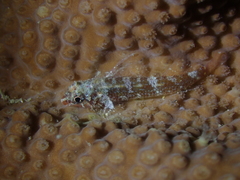 Helcogramma decurrens
