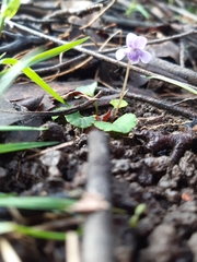 Viola hederacea