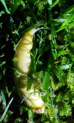 Testacella haliotidea