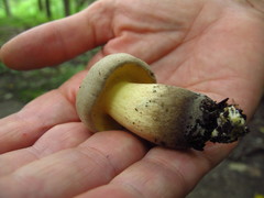 Caloboletus inedulis