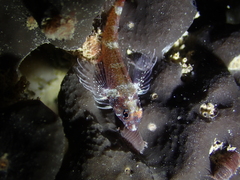 Helcogramma decurrens