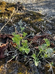 Eschscholzia californica
