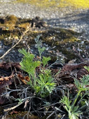 Eschscholzia californica