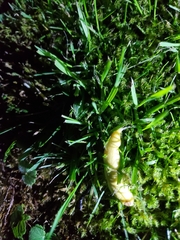 Testacella haliotidea