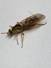Sarginae