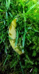 Testacella haliotidea