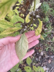 Solidago flexicaulis