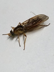 Sarginae