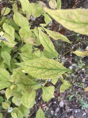 Solidago flexicaulis