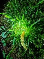 Testacella haliotidea