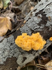 Tremella mesenterica