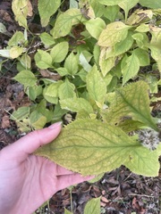 Solidago flexicaulis