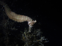Hippocampus subelongatus