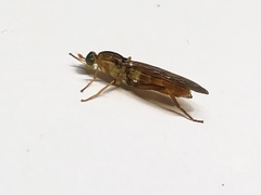 Sarginae