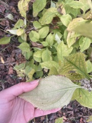 Solidago flexicaulis