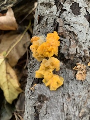 Tremella mesenterica